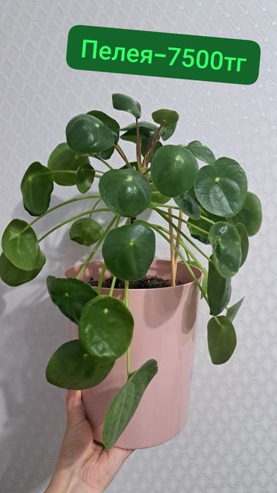 Ель комнатная,Монстерп