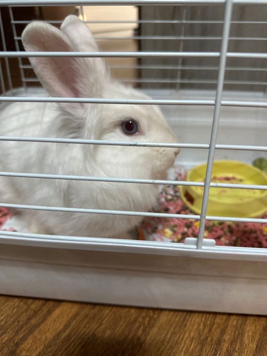Кролик. Продам кролика