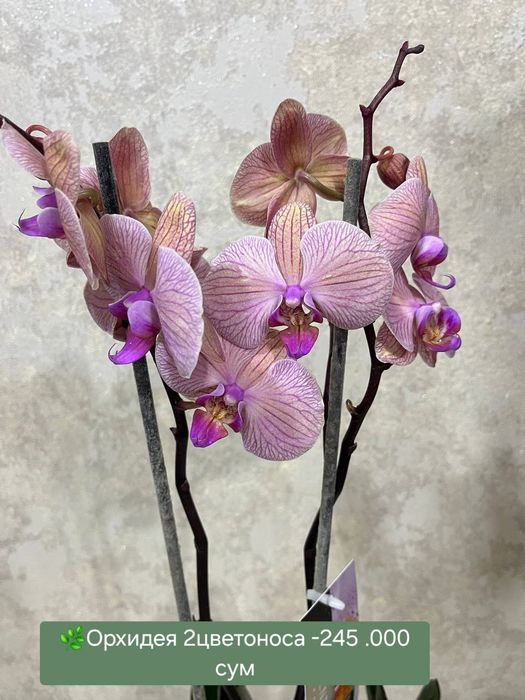 ОРХИДЕИ. Калатея, Аглаонема, Филодендрон крокодил и др расте