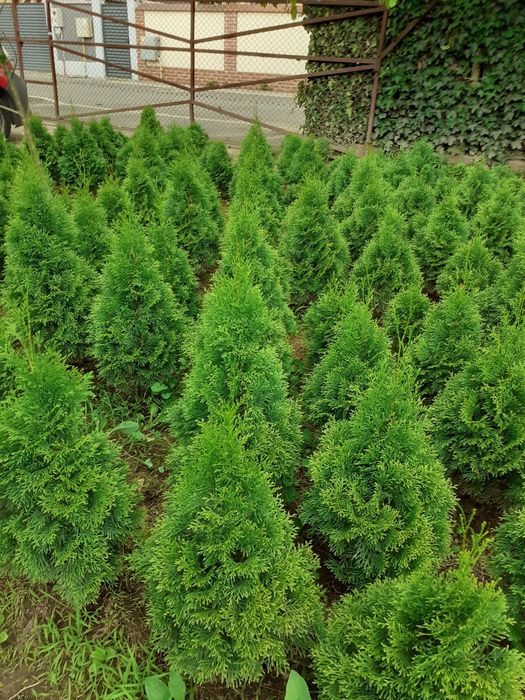 Vând Tuya Smaragd  1 metru înălțime