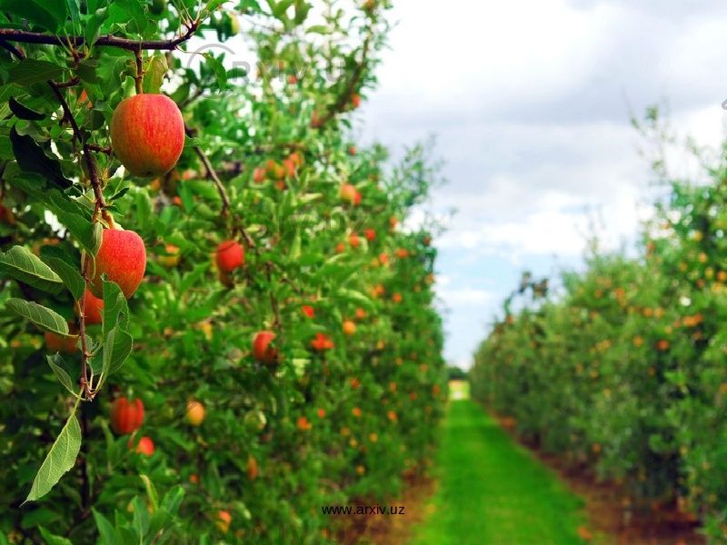 Садовник. Мевали дарахтларга шакл бериш. Газон сепиш. Ландшафт. Боғбон