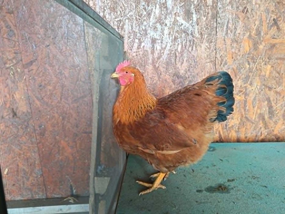 Ouă pentru incubat New Hampshire