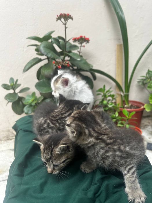 Мушук болалари текинга берамиз яхши бокадиганларга