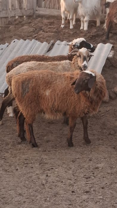 Қозы қошқар сатылады