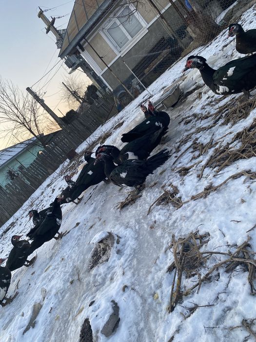 Vand rațe leșești