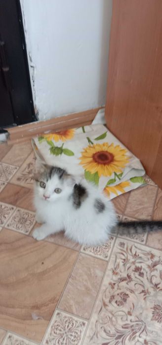 Котята вислоухие