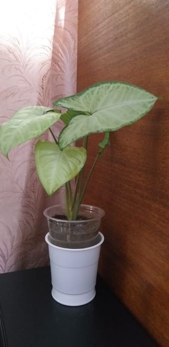 Сансевьера большой цветок