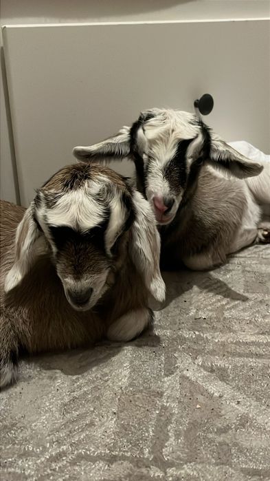 Козлята девочки и мальчики альпо/англонубийцы