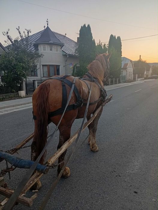 Vând cal de 5 ani