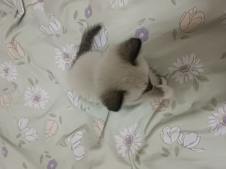 Котёнок продам Тайский+сиамский