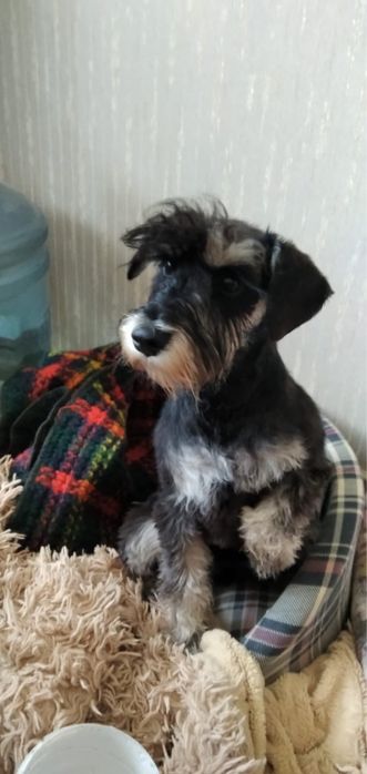 Продаём алиментного щенка ЦВЕРГШНАУЦЕРА