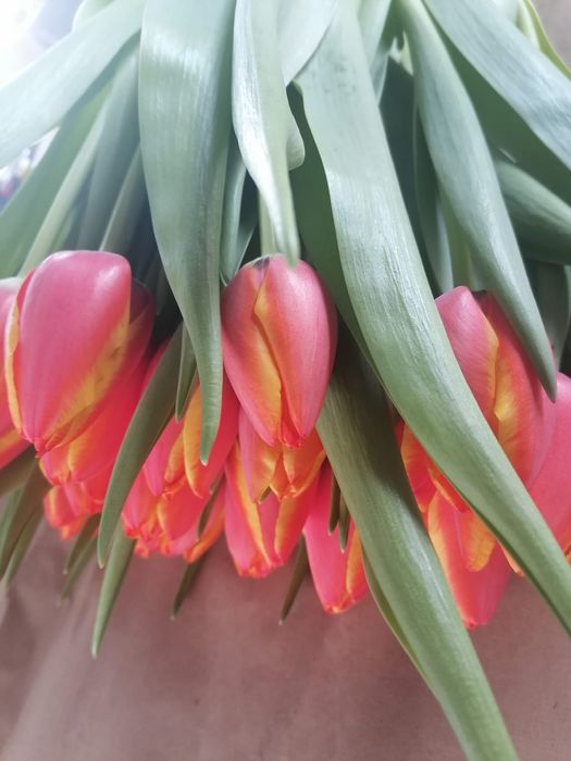 Тюльпаны голландские в ассортименте оптом и в розницу