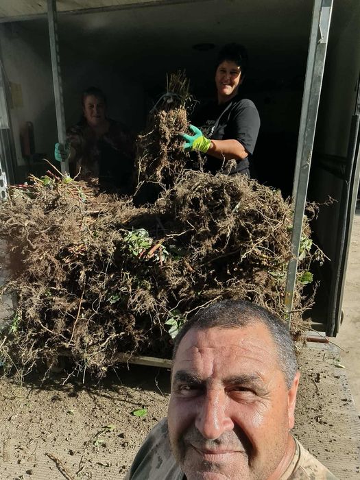 Продавам корени от малини