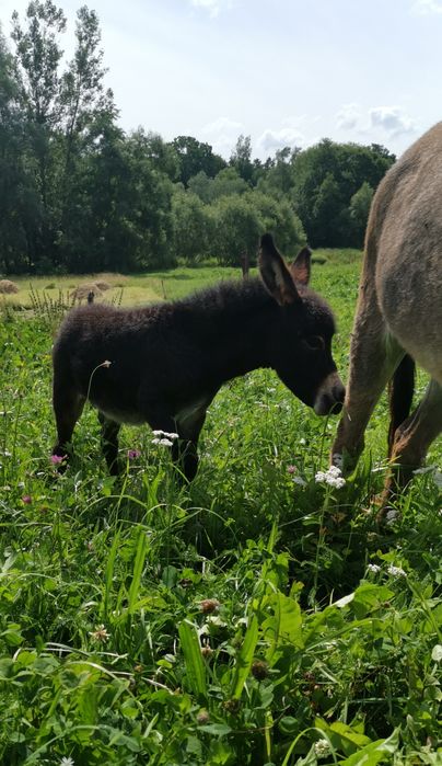 Lapte măgărita proaspăt