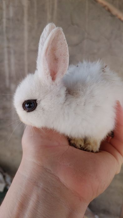 Karlik quyon bolachalari aksiya bob ketdi bolajonlarga ajoyib sovga
Ul