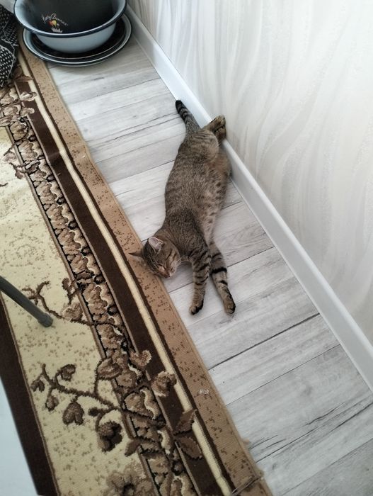 Кошка в добрые руки