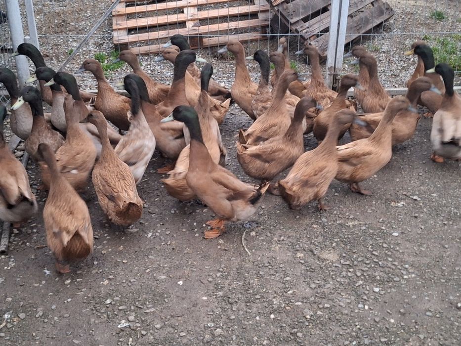 Rațe Khaki Campbell linie Italia (perechi)