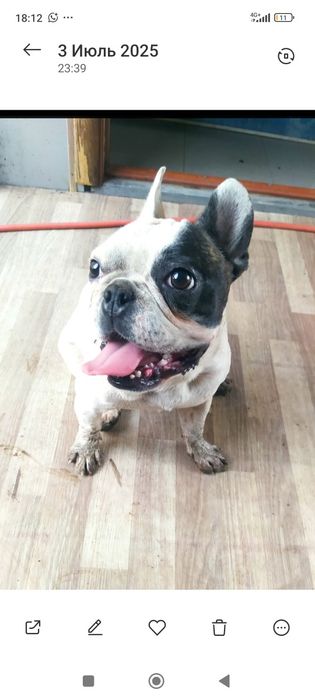 Пропала собака! Порода французский бульдог,