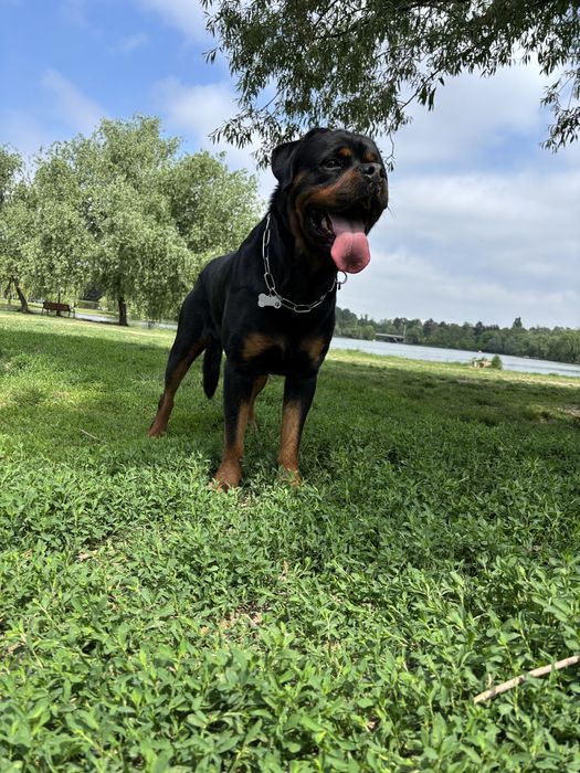 Mascul Rottweiler