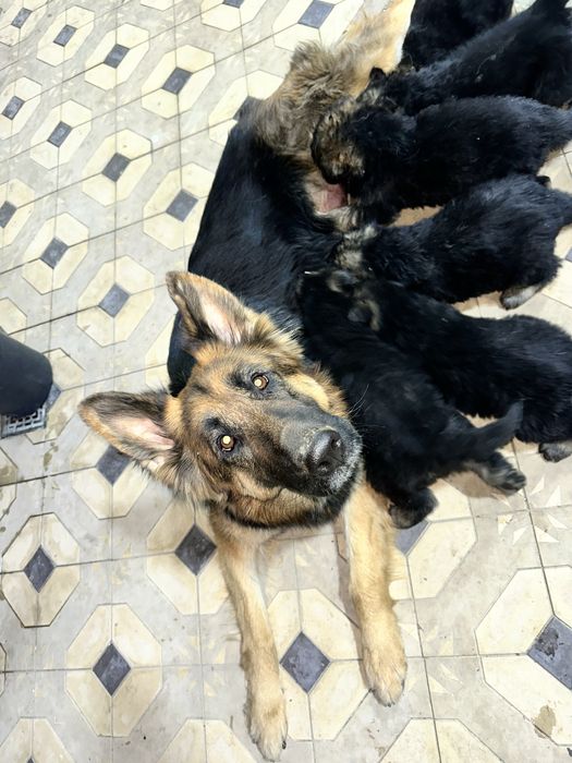 продаются щенки немецкой овчарки