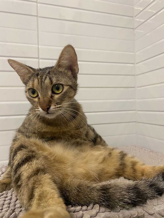 Ofer sre adoptie pisicuta