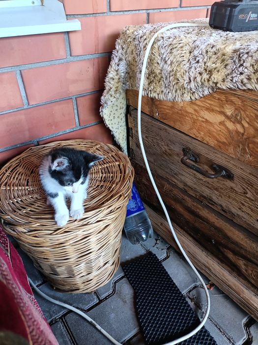 Отдам котят в добрые руки