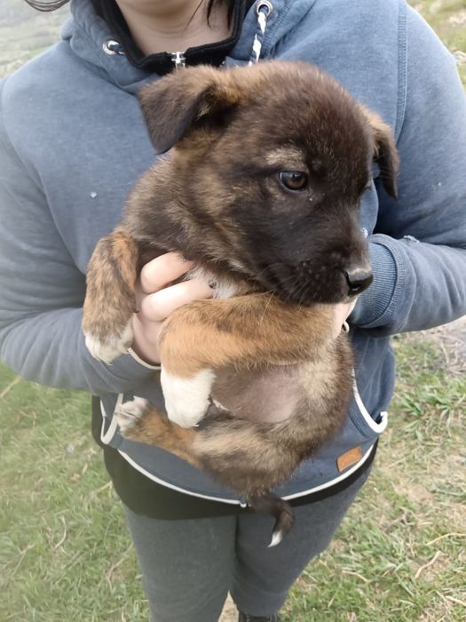 Catelusi spre adoptie