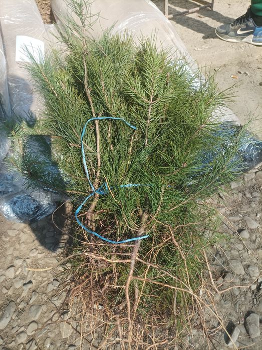 Vindem puieți forestier pentru împădurire