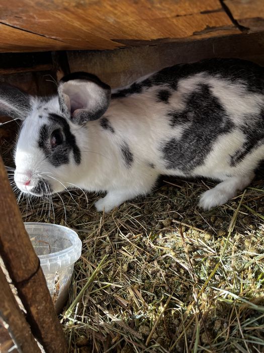 продам 5 кролов мальчиков