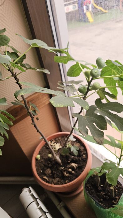 Продам дерево инжир  дерево мандарина