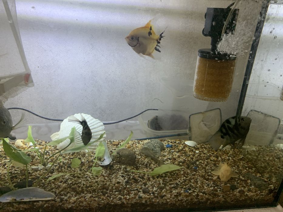 Продам аквариум с рыбками 70л