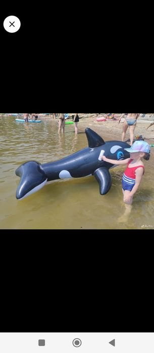 Дельфин новый...