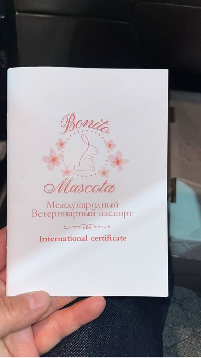Продается миниатюрный вислоухи кролик. Самка