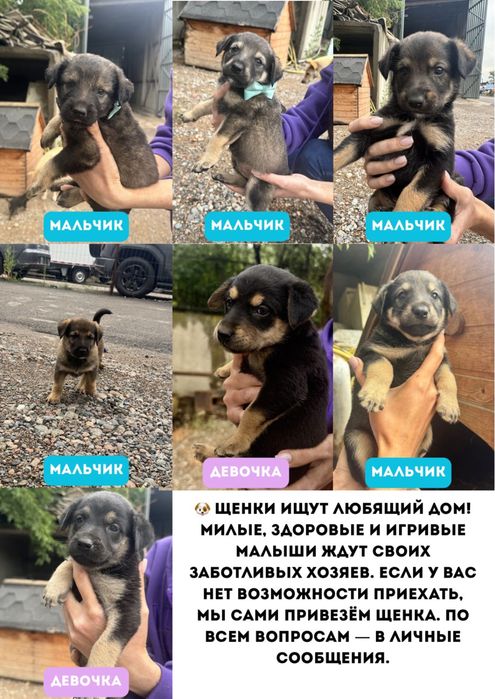 Дворняжки, Щенки в добрые руки