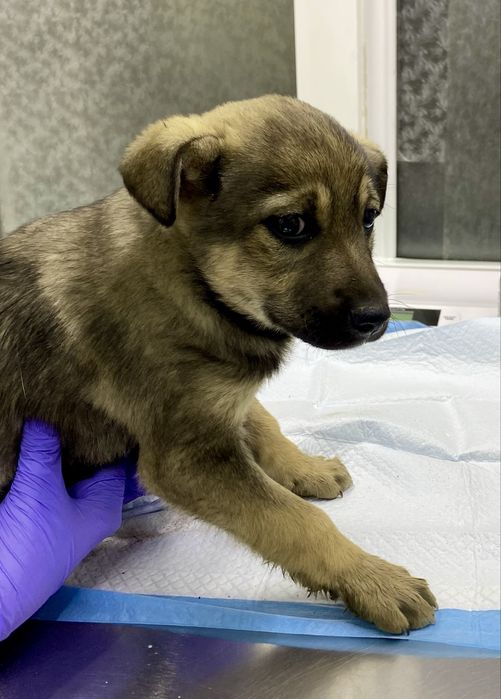 Щенки 3 месяца в добрые руки