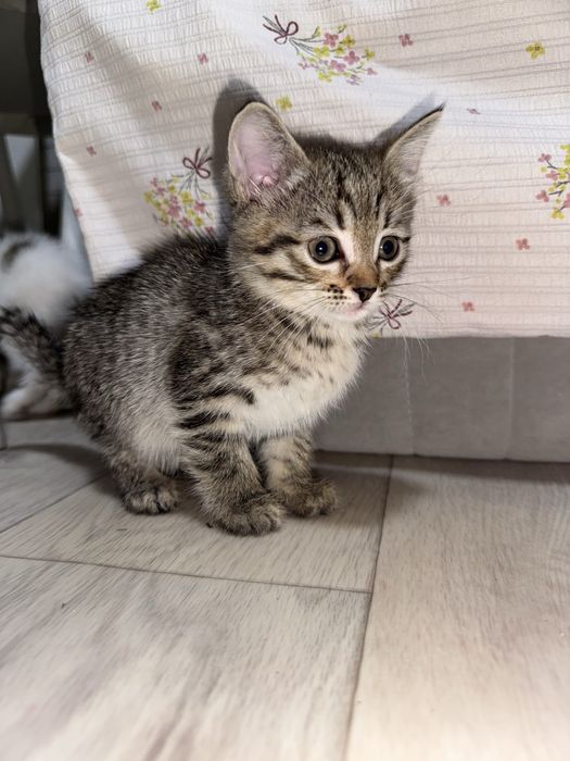 Отдам котят бесплатно