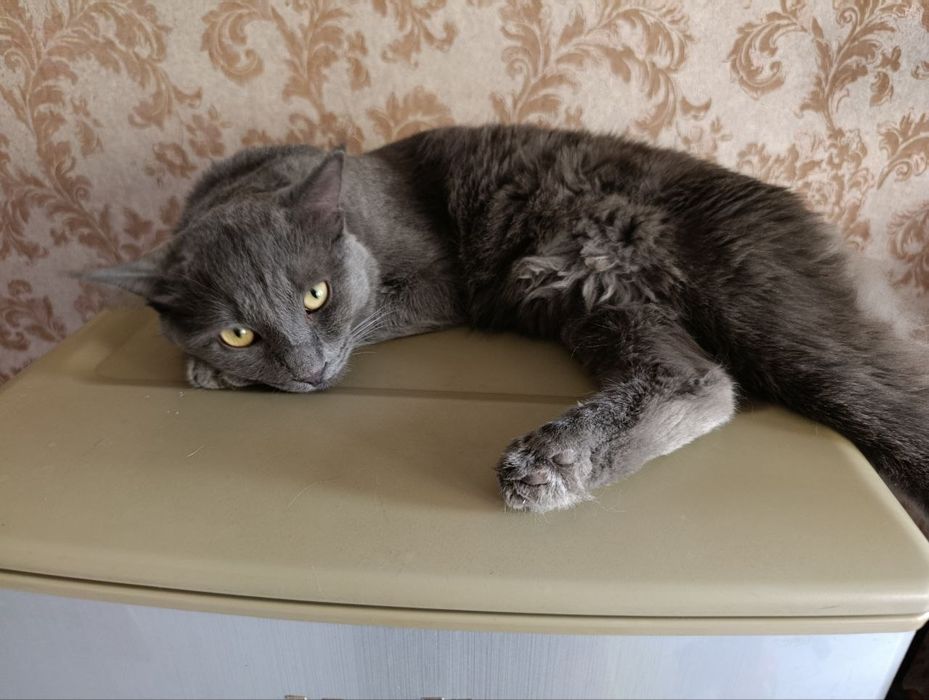 Британская кошка здоровая не болет