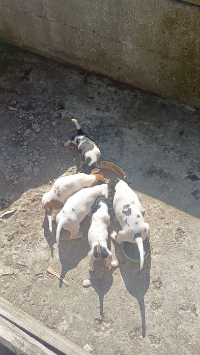 Catei jack russel