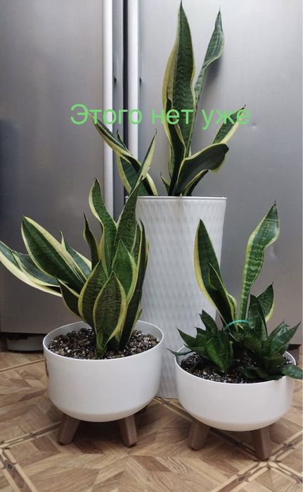 Комнатные растения, САНСЕВИЕРИЯ, стиль, кашпо, интерьер, дизайн, дом