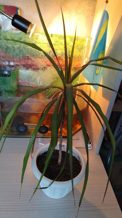 Цветочки,цена 500тенге