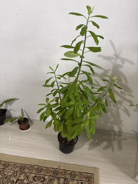 Комнатные растения цветы