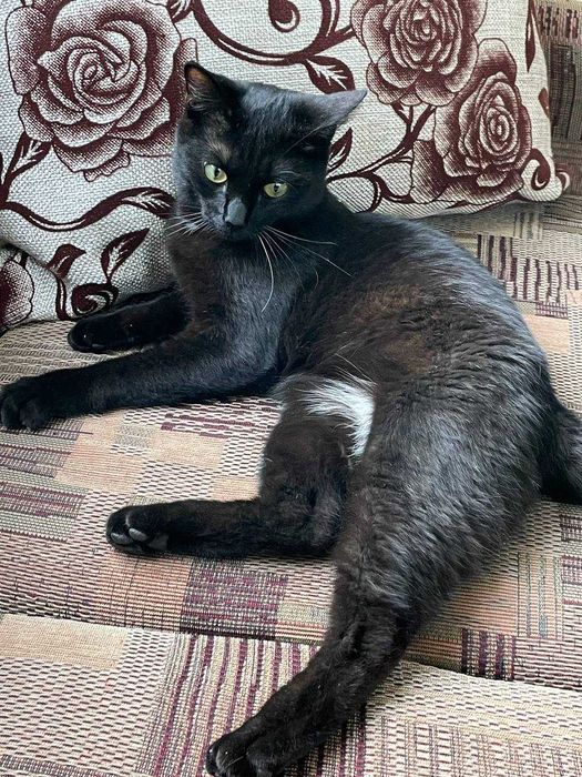 Шикарный кот ищет верного хозяина