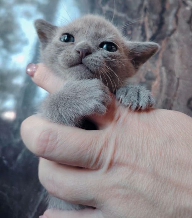 Европейская бурма