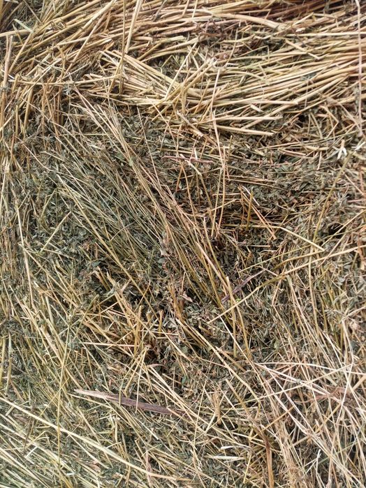 Lucernă asiguram transport