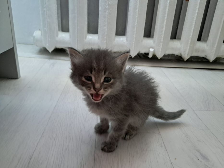 Котята отдам в добрые руки