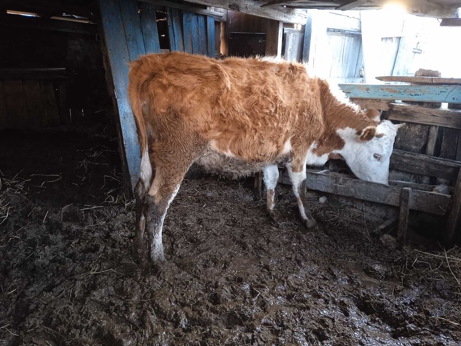 Продам КРС Молодняк