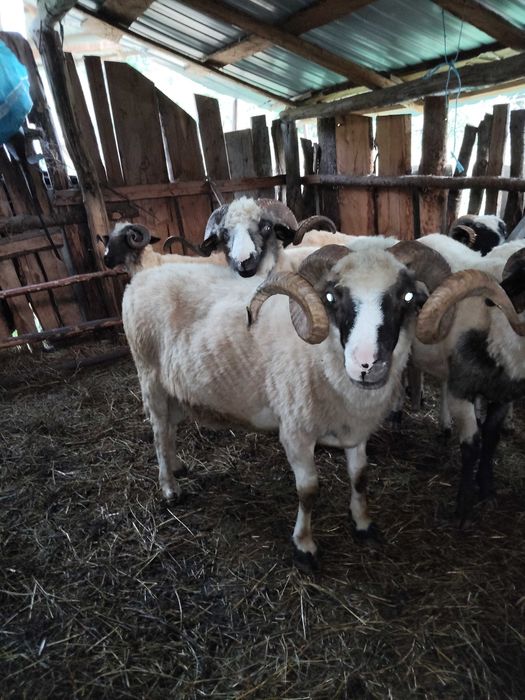 Disponibili 5 berbeci