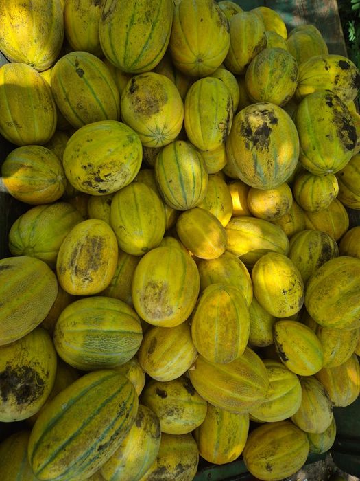 Vând pepeni en-gros