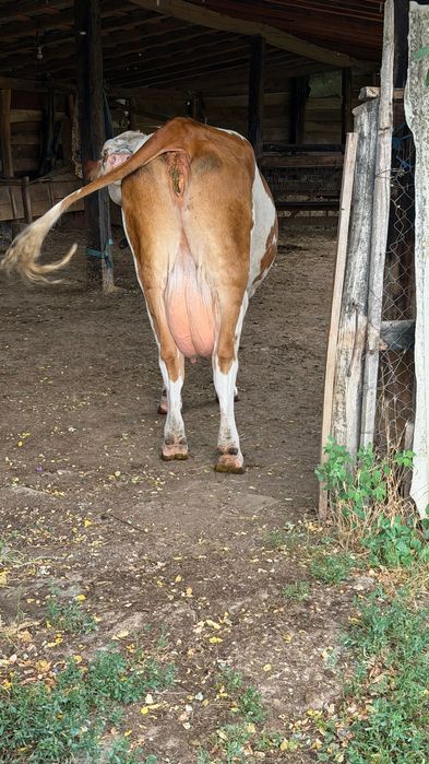Vaca de vânzare
