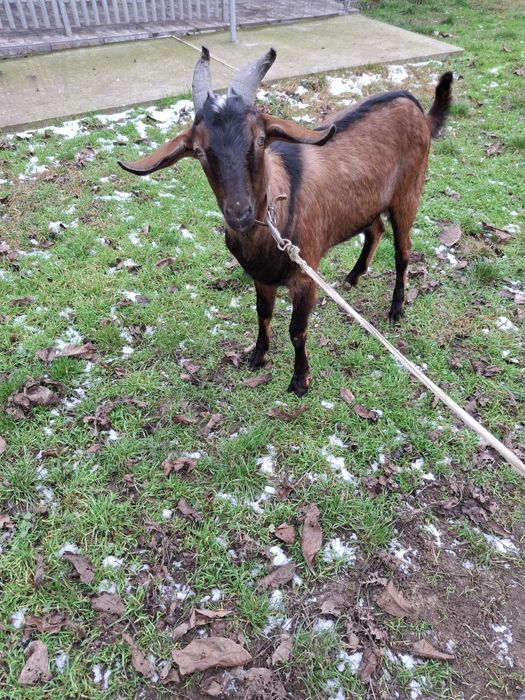 Țap anglonubian de vânzare